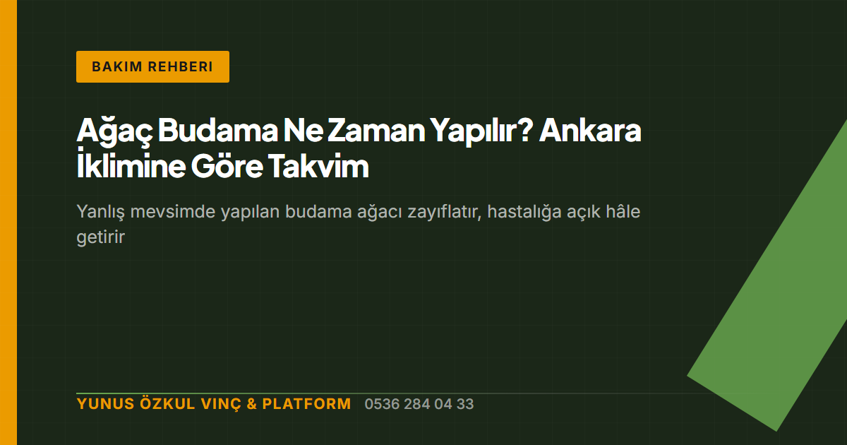 Ağaç Budama Ne Zaman Yapılır? Ankara İklimine Göre Takvim